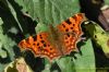 Comma at Shoebury East Beach (Richard Howard) (81938 bytes)