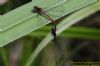 Large Red Damselfly at Thundersley Glen (Richard Howard) (53621 bytes)