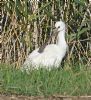 Spoonbill at Bowers Marsh (RSPB) (Graham Oakes) (181960 bytes)