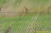 Whinchat at Bowers Marsh (RSPB) (Richard Howard) (94551 bytes)