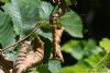 Southern Migrant Hawker at Benfleet Downs (Richard Howard) (69359 bytes)