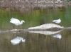 Little Egret at Two Tree Island (East) (Graham Mee) (70999 bytes)