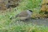 Blackcap at South Benfleet (Richard Howard) (137667 bytes)