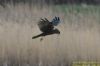 Marsh Harrier at Wat Tyler Country Park (Richard Howard) (73219 bytes)