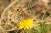 Wall Brown at Wakering Stairs (Steve Arlow) (177083 bytes) Wall Brown at Wakering Stairs (Steve Arlow) (177083 bytes)