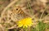 Wall Brown at Wakering Stairs (Steve Arlow) (177083 bytes)