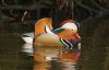 Mandarin Duck at Friars Park (Steve Arlow) (159036 bytes) Mandarin Duck at Friars Park (Steve Arlow) (159036 bytes)