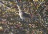 Redstart at Gunners Park (Jeff Delve) (80263 bytes) Redstart at Gunners Park (Jeff Delve) (80263 bytes)