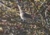 Redstart at Gunners Park (Jeff Delve) (80263 bytes)