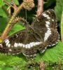 White Admiral at Belfairs N.R. (Paul Baker) (115893 bytes)