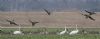 White-fronted Goose at Wallasea Island (RSPB) (Jeff Delve) (34523 bytes)