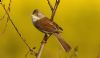 Whitethroat at Doggetts Pits (Steve Arlow) (32632 bytes)