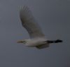 Cattle Egret at Wallasea Island (RSPB) (Jeff Delve) (20945 bytes)