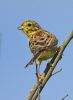 Yellowhammer at Bowers Marsh (RSPB) (Graham Oakes) (53974 bytes)