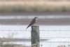 Merlin at Wallasea Island (RSPB) (Jeff Delve) (36814 bytes)