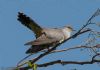 Cuckoo at Canewdon (Jeff Delve) (45665 bytes)