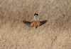 Kestrel at Wallasea Island (RSPB) (Graham Mee) (67622 bytes)