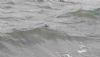 Grey Phalarope at Gunners Park (Paul Griggs) (37717 bytes)