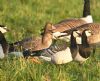 White-fronted Goose at Bowers Marsh (RSPB) (Graham Oakes) (99091 bytes)