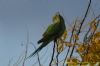 Ring-necked Parakeet at Canvey Point (Richard Howard) (61741 bytes)