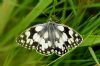 Marbled White at Belfairs (Richard Howard) (65024 bytes)