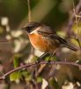 Stonechat at Wallasea Island (RSPB) (Jeff Delve) (71887 bytes)