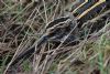 Jack Snipe at Vange Marsh (RSPB) (Tim Bourne) (95286 bytes)