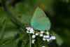 Green Hairstreak at Vange Marsh (RSPB) (Mike Bailey) (43060 bytes)