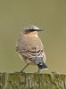 Wheatear at Bowers Marsh (RSPB) (Graham Oakes) (61226 bytes)