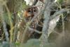 Tawny Owl at Wat Tyler Country Park (Tim Bourne) (65447 bytes)