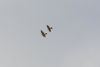 Sparrowhawk at Leigh on Sea (Graham Mee) (13140 bytes) Sparrowhawk at Leigh on Sea (Graham Mee) (13140 bytes)