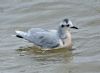 Little Gull at Canvey Point (Graham Oakes) (59628 bytes) Little Gull at Canvey Point (Graham Oakes) (59628 bytes)