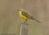 flava wagtail at Wallasea Island (RSPB) (Jeff Delve) (27031 bytes)