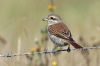 Red-backed Shrike at West Canvey Marsh (RSPB) (Alan Shearman) (43846 bytes) Red-backed Shrike at West Canvey Marsh (RSPB) (Alan Shearman) (43846 bytes)