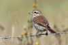 Red-backed Shrike at West Canvey Marsh (RSPB) (Alan Shearman) (43846 bytes)