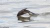 Shag at South Fambridge (Jeff Delve) (45730 bytes)