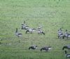 Pale-bellied Brent Goose at South Fambridge (Paul Baker) (103560 bytes)