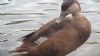 Red-crested Pochard at Shoeburyness Park (Neil Chambers) (47380 bytes)