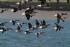 Dark-bellied Brent Goose at Wallasea Island (RSPB) (Vince Kinsler) (73580 bytes) Dark-bellied Brent Goose at Wallasea Island (RSPB) (Vince Kinsler) (73580 bytes)