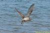 Whimbrel at Potton Creek (Richard Howard) (58541 bytes)