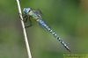 Southern Migrant Hawker at Wat Tyler Country Park (Richard Howard) (50996 bytes)