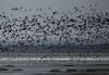 Dark-bellied Brent Goose at Leigh on Sea (Graham Mee) (84173 bytes)