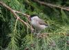Marsh Tit at Hockley Woods (Jeff Delve) (119537 bytes) Marsh Tit at Hockley Woods (Jeff Delve) (119537 bytes)