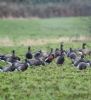 Red-breasted Goose at South Fambridge (Paul Baker) (73051 bytes)