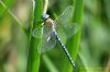 Southern Migrant Hawker at Wat Tyler Country Park (Richard Howard) (101901 bytes)