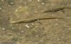 Palmate Newt at Belfairs N.R. (Jeff Delve) (58253 bytes)