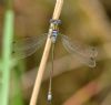 Emerald Damselfly at Bowers Marsh (RSPB) (Graham Oakes) (52265 bytes)