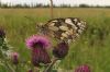 Marbled White at Canvey Wick (Sally Brierley) (62038 bytes)