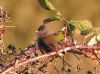 Dartford Warbler at Canvey Heights C.P. & Newlands (Vince Kinsler) (90290 bytes)