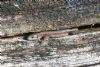 Common Lizard at Two Tree Island (East) (John Wright) (150816 bytes)